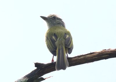 Yellow-olive Flatbill 