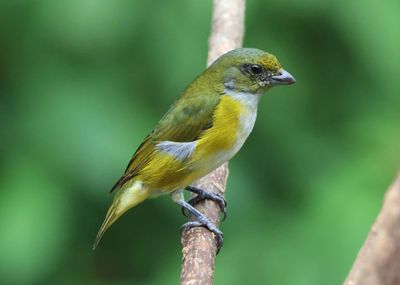 Yellow-throated Euphonia; female 