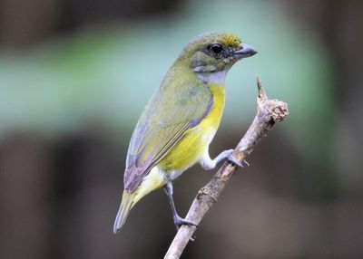 Yellow-throated Euphonia; female 