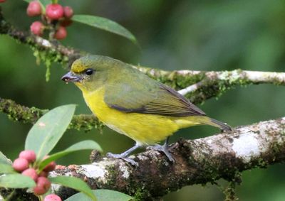 Yellow-throated Euphonia; female
