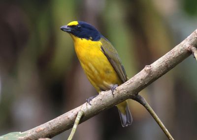 Yellow-throated Euphonia; immature male