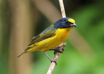 Yellow-throated Euphonia; immature male