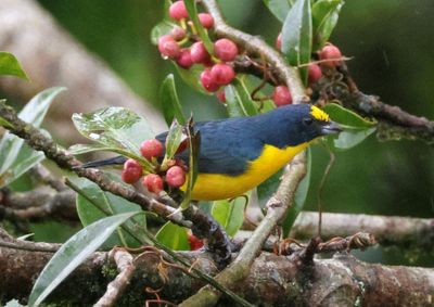 Yellow-throated Euphonia; male