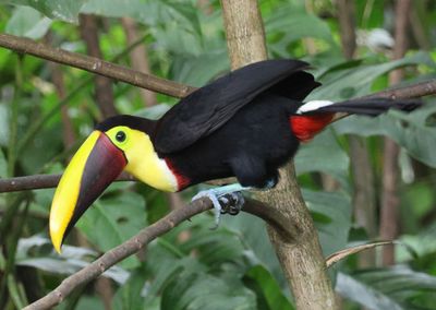 Yellow-throated Toucan
