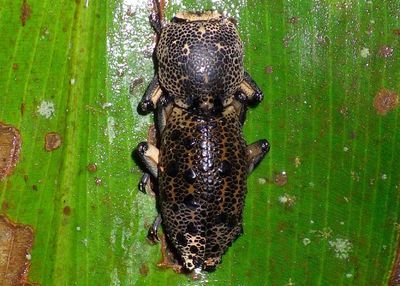 Zopherus jourdani; Ironclad Beetle species 
