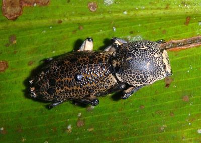 Zopherus jourdani; Ironclad Beetle species
