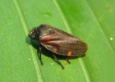 Zulia vilior; Spittlebug species