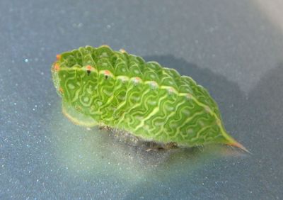 Zygaenoidea Slug Moth caterpillar species