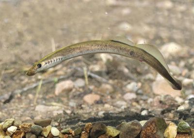American Brook Lamprey 