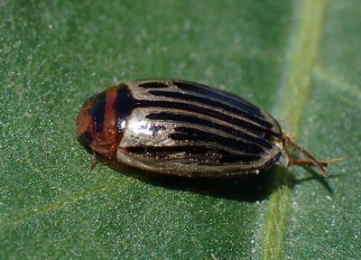 Agabus disintegratus; Disintegrated Diving Beetle