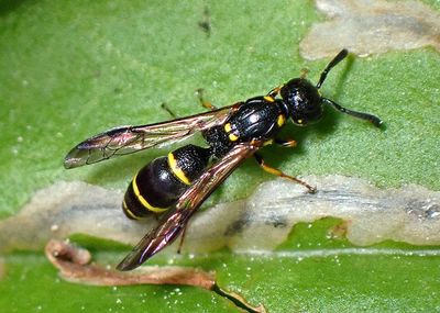 Ancistrocerus capra; Mason Wasp species