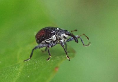 Anthonomus suturalis; Sutured Weevil