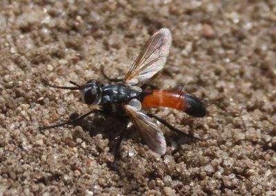 Cylindromyia intermedia; Tachinid Fly species