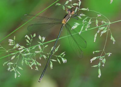 Lestes inaequalis; Elegant Spreadwing; young male