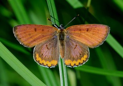 Lycaena hyllus; Bronze Copper; male