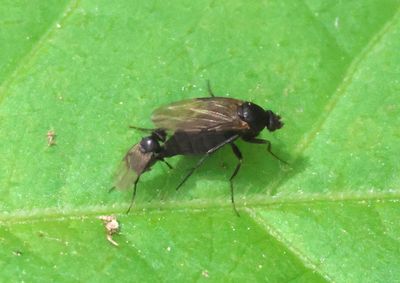 Phoridae Scuttle Fly species pair