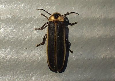 Photinus Firefly species