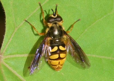 Somula decora; Syrphid Fly species