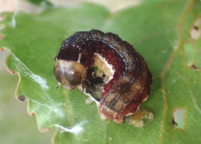 9933-9939 - Eupsilia Sallow Moth species caterpillar