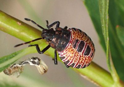 Apoecilus Predatory Stink Bug species nymph