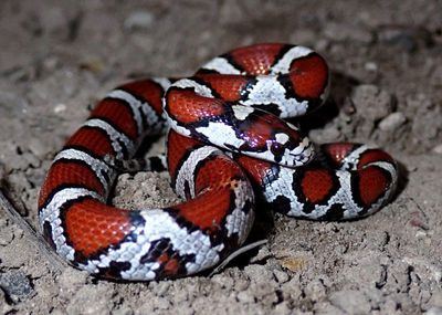 Eastern Milksnake; juvenile 
