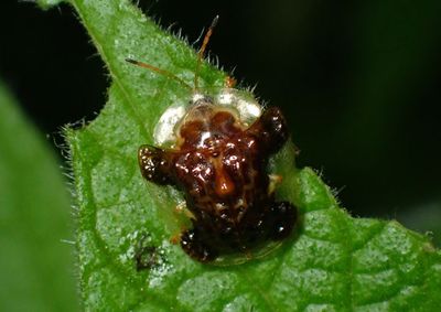 Helocassis clavata; Clavate Tortoise Beetle