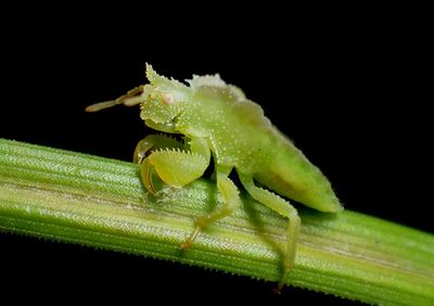 Phymata Ambush Bug species nymph