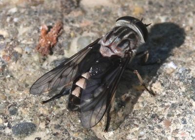 Tabanus trimaculatus ; Horse Fly species; female