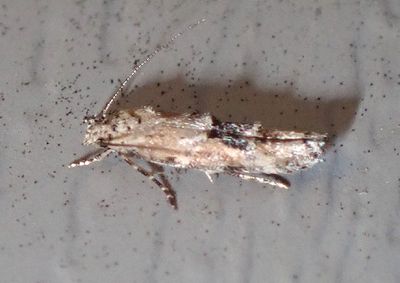 1455 - Mompha stellella; Twirler Moth species