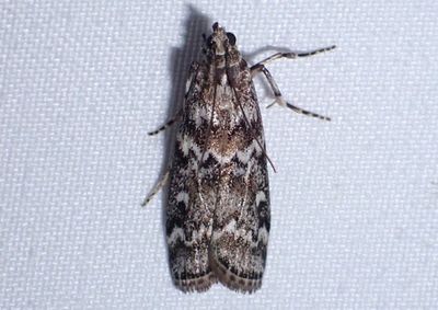 5843 - Dioryctria reniculelloides; Spruce Coneworm Moth