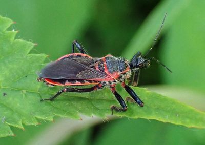 Apiomerus crassipes; Bee Assassin