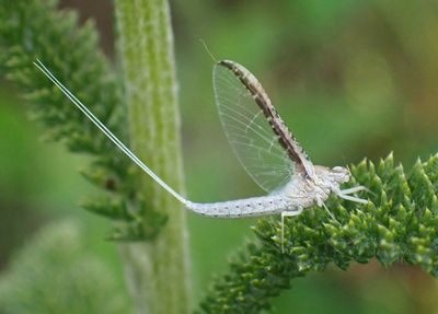 Callibaetis skokianus; Small Minnow Mayfly species
