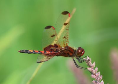 Celithemis elisa; Calico Pennant; male