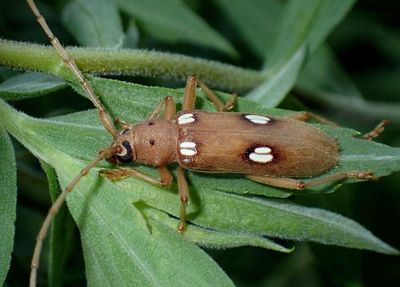 Eburia quadrigeminata; Ivory-marked Borer