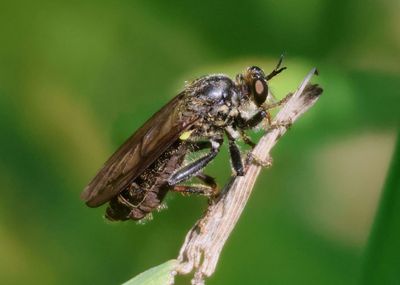 Echthodopa pubera; Western Longhorn Robber