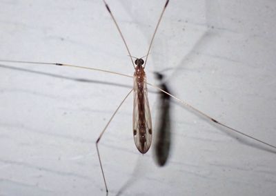 Helius flavipes; Limoniid Crane Fly species; female