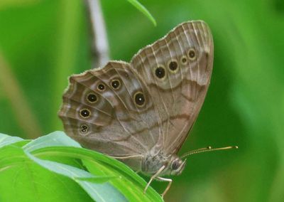 Lethe anthedon; Northern Pearly Eye