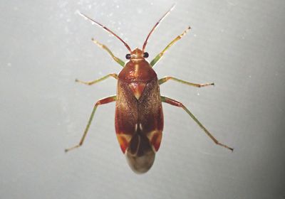Lygidea salicis; Plant Bug species