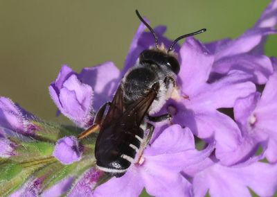 Megachile Leafcutter Bee species