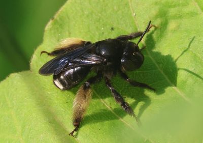 Melissodes bimaculatus; Two-spotted Longhorn Bee