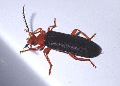 Neopyrochroa flabellata; Fire-colored Beetle species