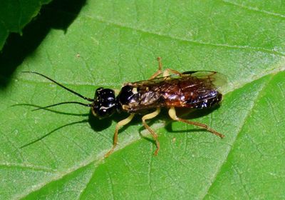 Onycholyda rufofasciata; Webspinning Sawfly species