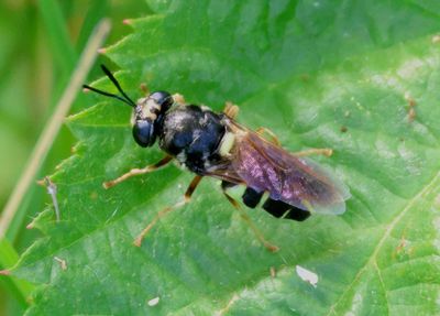 Stratiomys norma; Soldier Fly species; female