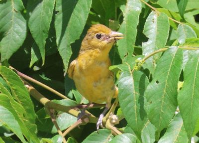 North American Birds