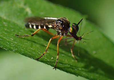 Taracticus octopunctatus; Robber Fly species