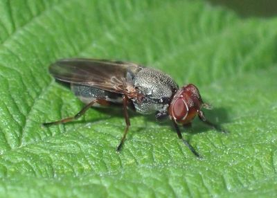 Tetanops luridipennis; Picture-winged Fly species; female