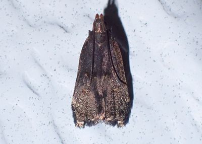 2298 - Dichomeris juncidella; Twirler Moth species