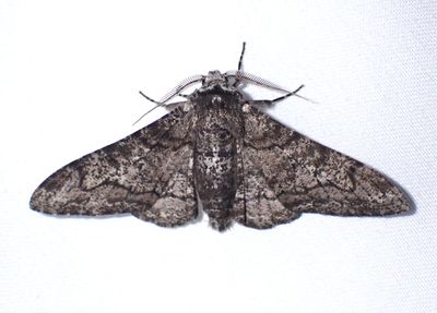 6640 - Biston betularia; Pepper and Salt Geometer