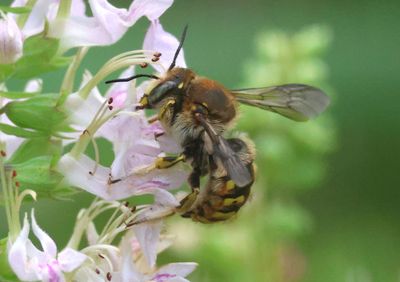 Anthidium manicatum; European Wool Carder Bee; exotic