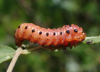 Arge coccinea; Argid Sawfly species larva